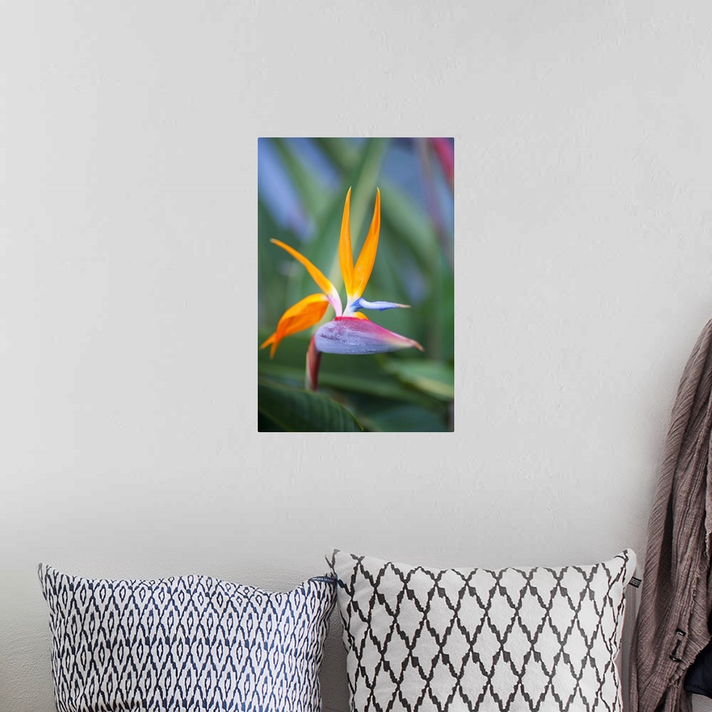 A bohemian room featuring Close up of the dramatic bird of paradise flower (strelitzia reginae), Paia, Maui, Hawaii, united...
