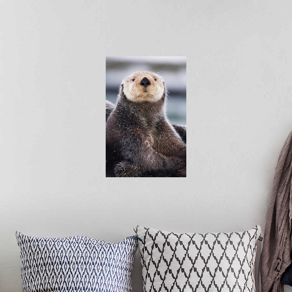A bohemian room featuring Close Up Portrait Of A Sea Otter In Prince William Sound, Southcentral Alaska