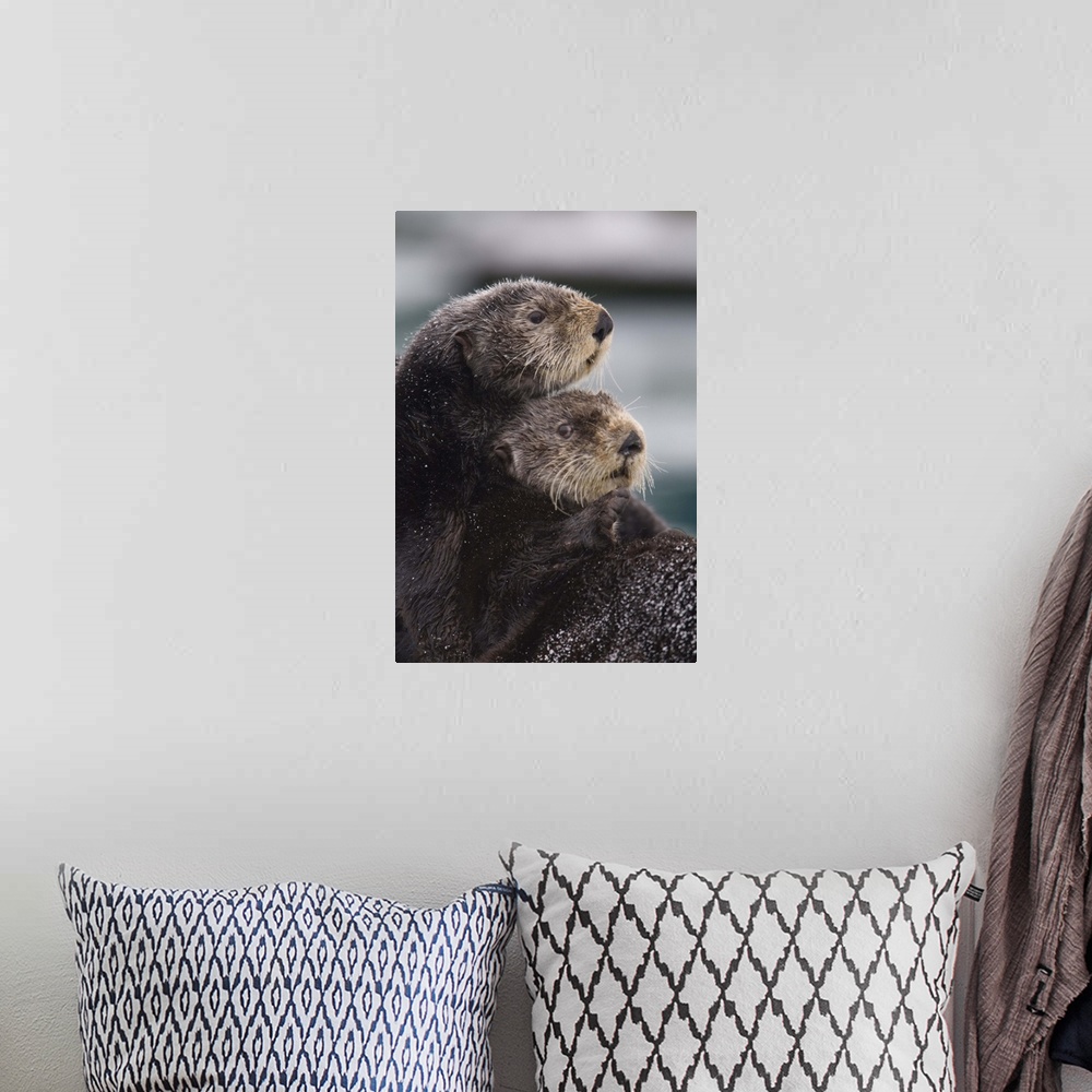 A bohemian room featuring Close up view of Sea Otters huddled together, Prince William Sound, Southcentral Alaska, Winter