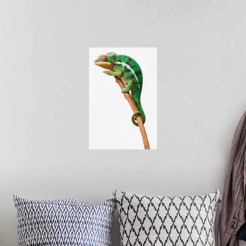 A bohemian room featuring Colourful Panther Chameleon (Furcifer pardalis) on a white background; St. Albert, Alberta, Canada