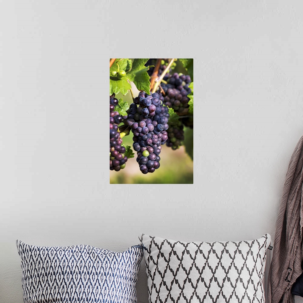 A bohemian room featuring Dark Unripe Purple Grapes Hanging From The Vine, Vineland, Ontario, Canada