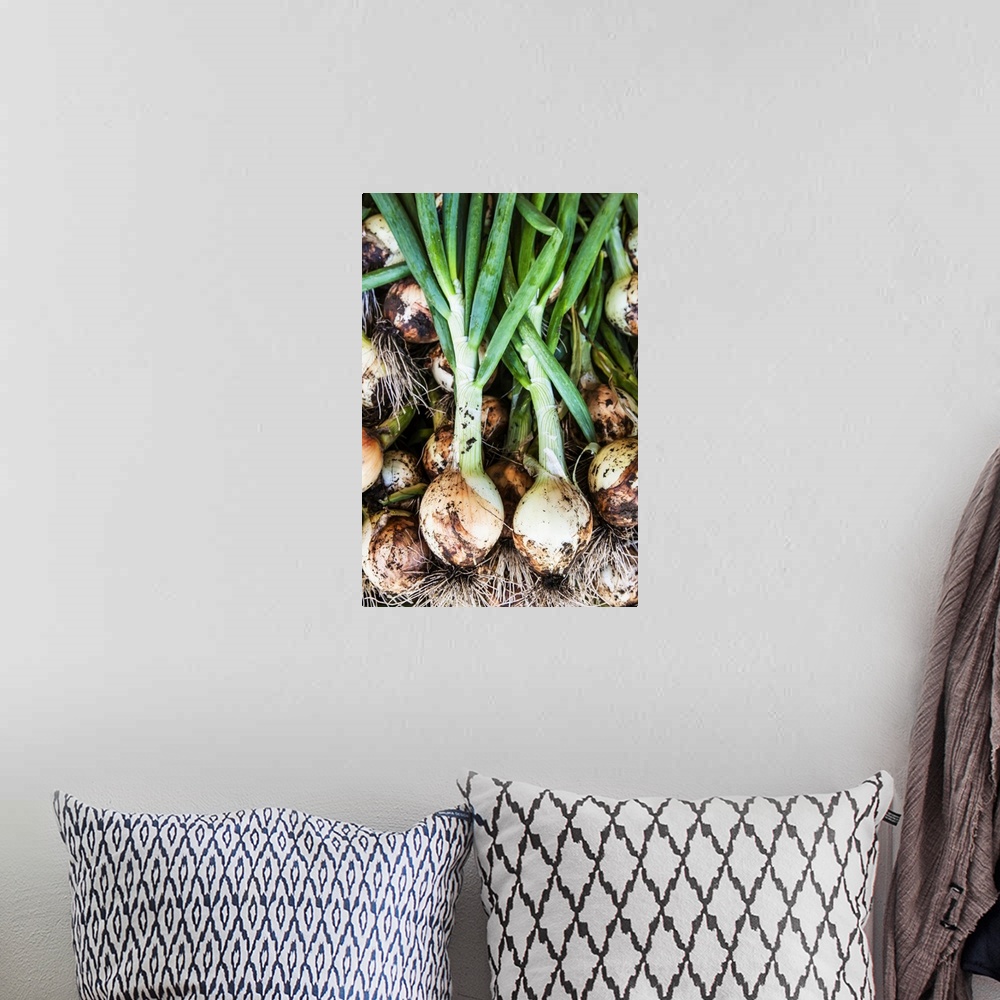 A bohemian room featuring Detail of recently pulled onions covered in dirt, palmer, Alaska, united states of America.