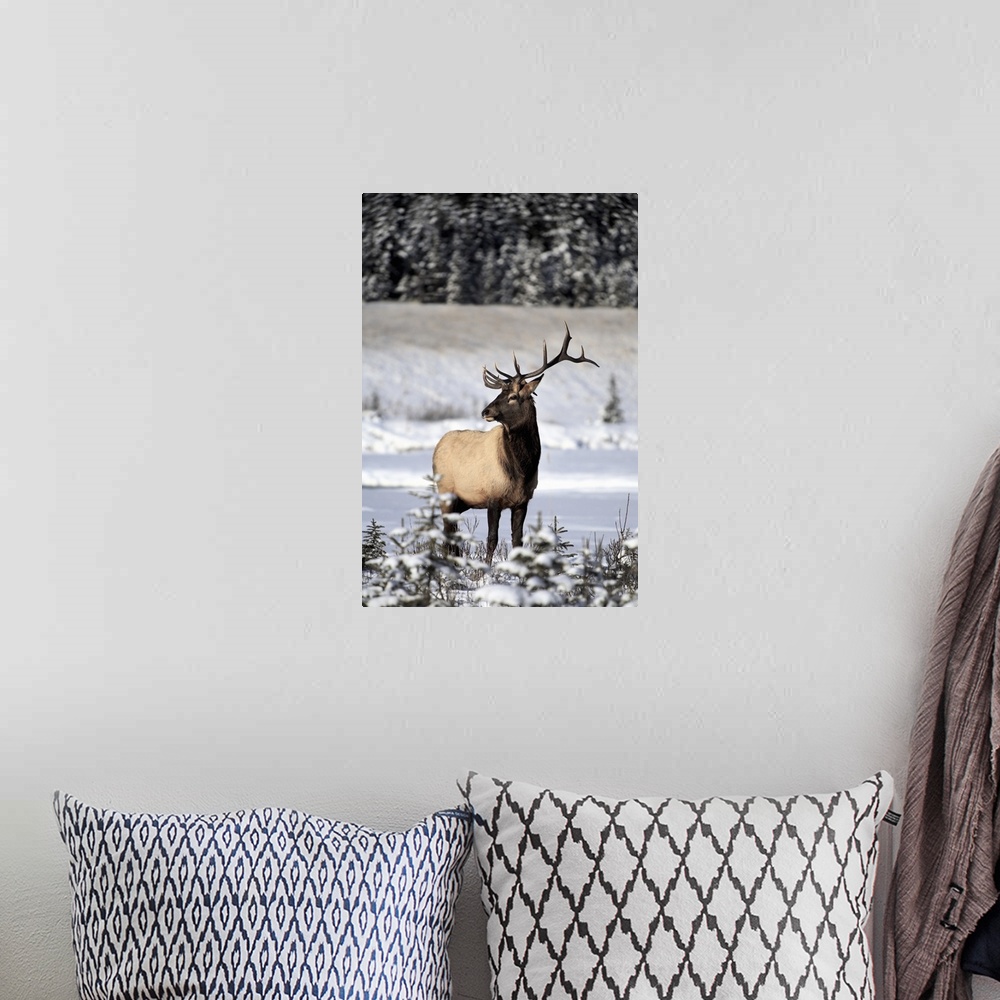 A bohemian room featuring Elk (Cervus Canadensis) Bull During Winter