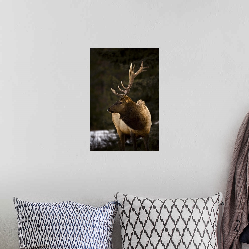 A bohemian room featuring Elk (Cervus Canadensis) Bull Looking To The Side
