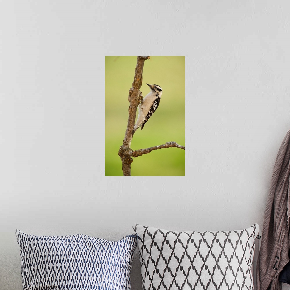 A bohemian room featuring Female downy woodpecker on a tree branch, Ohio United States of America