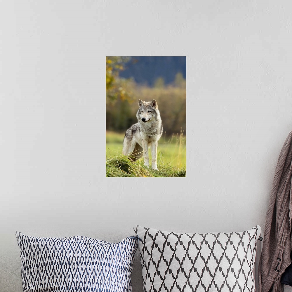 A bohemian room featuring Female Gray Wolf (canis lupus), captive, Alaska Wildlife Conservation Center, Portage, Alaska, Un...