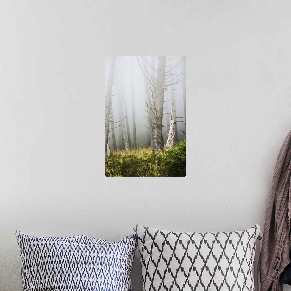 A bohemian room featuring Fog in the forest at Ecola State Park; Cannon Beach, Oregon, United States of America