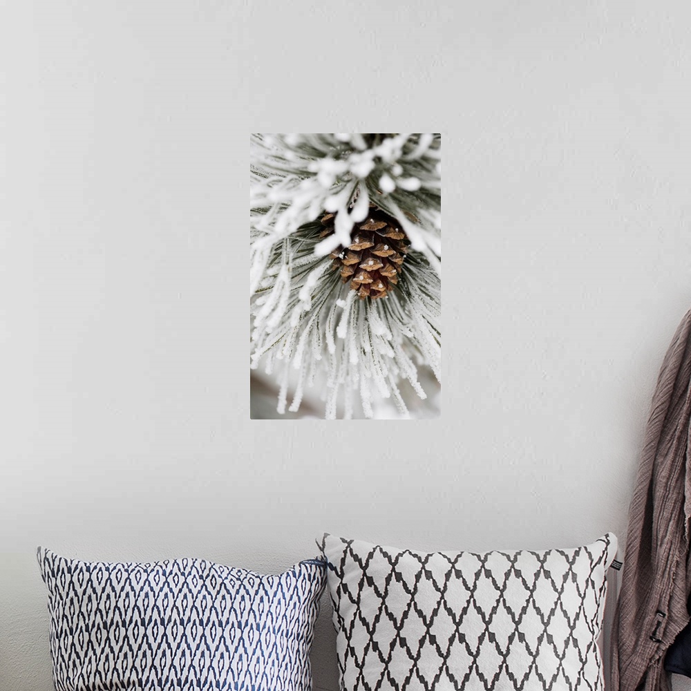 A bohemian room featuring Frost Covered Pine Needles And A Pine Cone, Calgary, Alberta, Canada