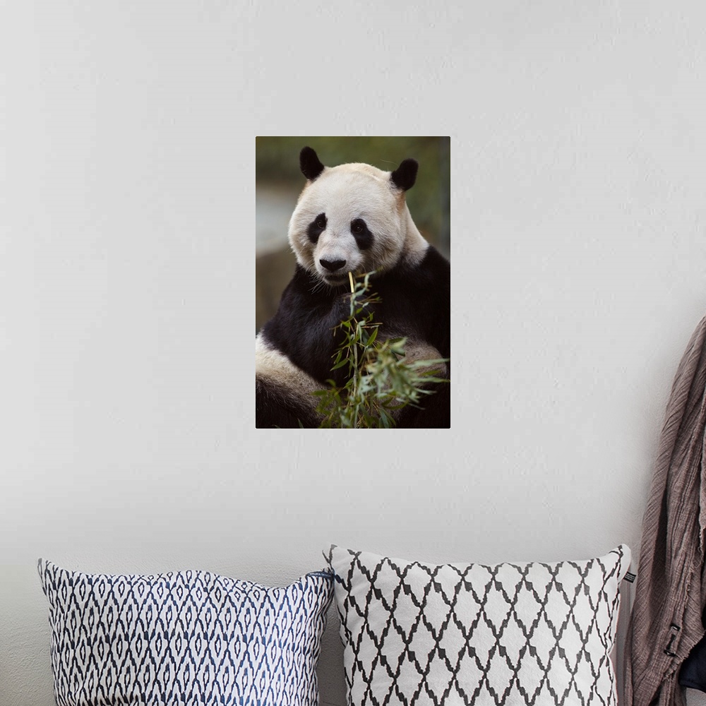 A bohemian room featuring Giant panda (ailuropoda melanoleuca) eating bamboo in the zoo in shanghai, China.