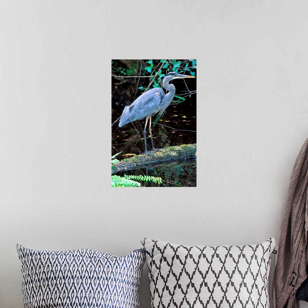 A bohemian room featuring Great Blue Heron, Florida