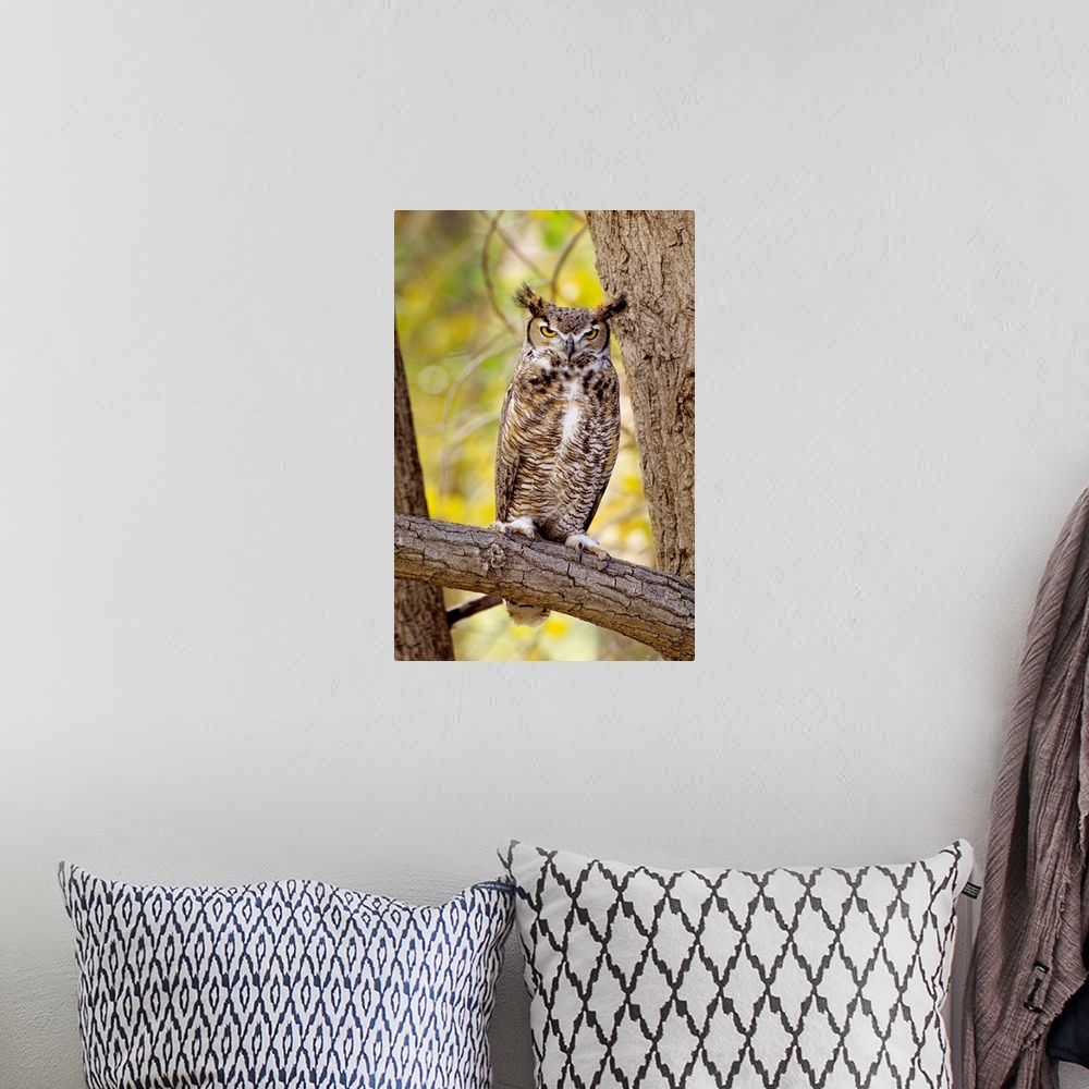 A bohemian room featuring Great Horned Owl Sitting In A Cottonwood Tree