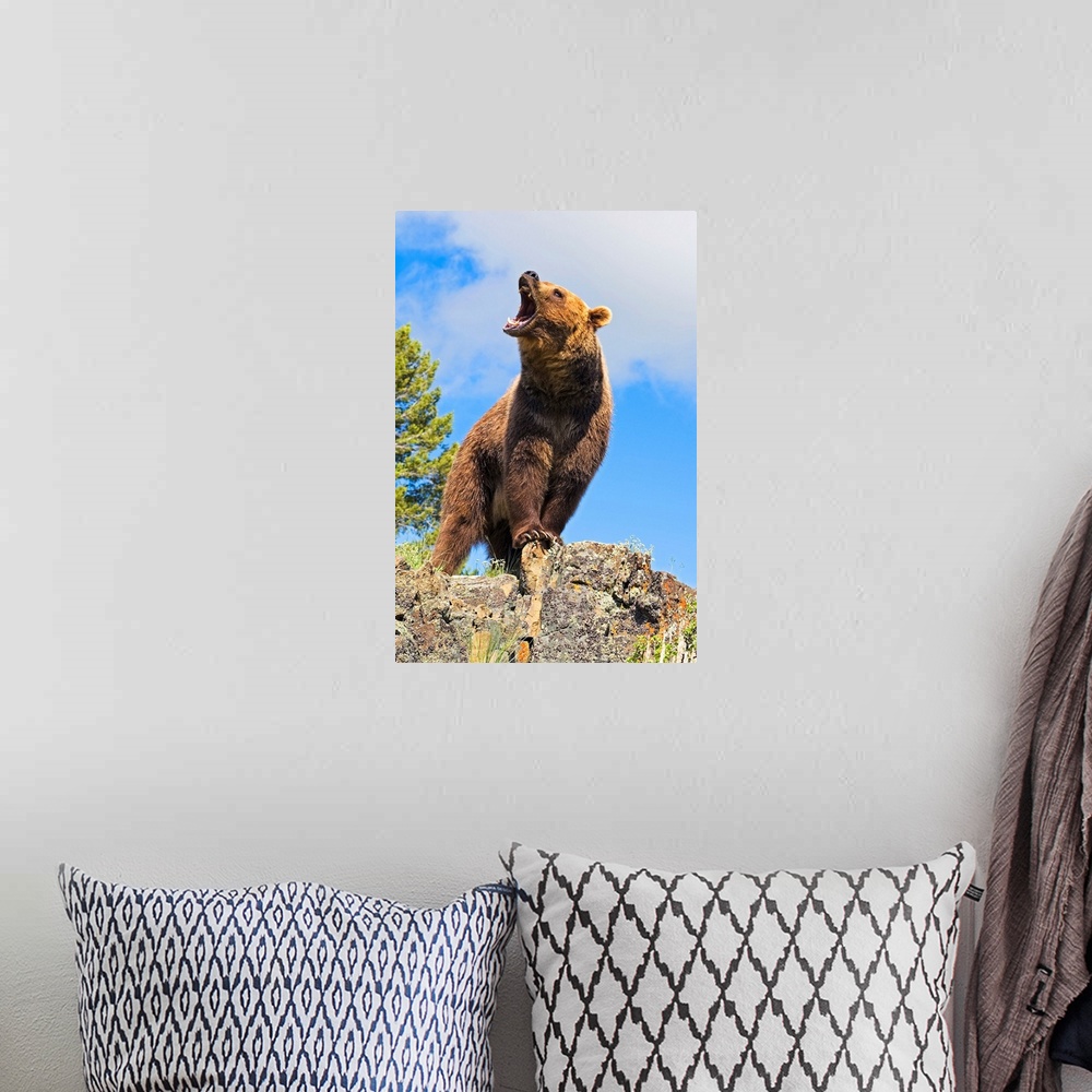 A bohemian room featuring Grizzly Bear Roaring
