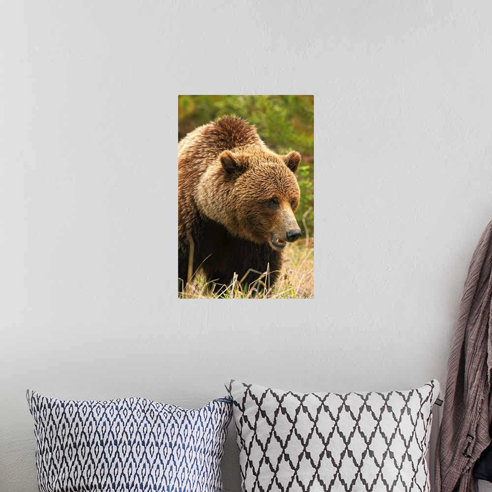 A bohemian room featuring Grizzly Bear, Yukon, Canada