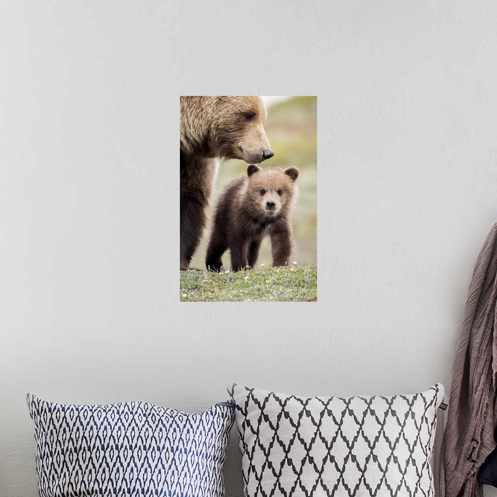A bohemian room featuring Grizzly Cub With Mother Near The Park Road In Spring, Denali National Park, Interior Alaska, USA