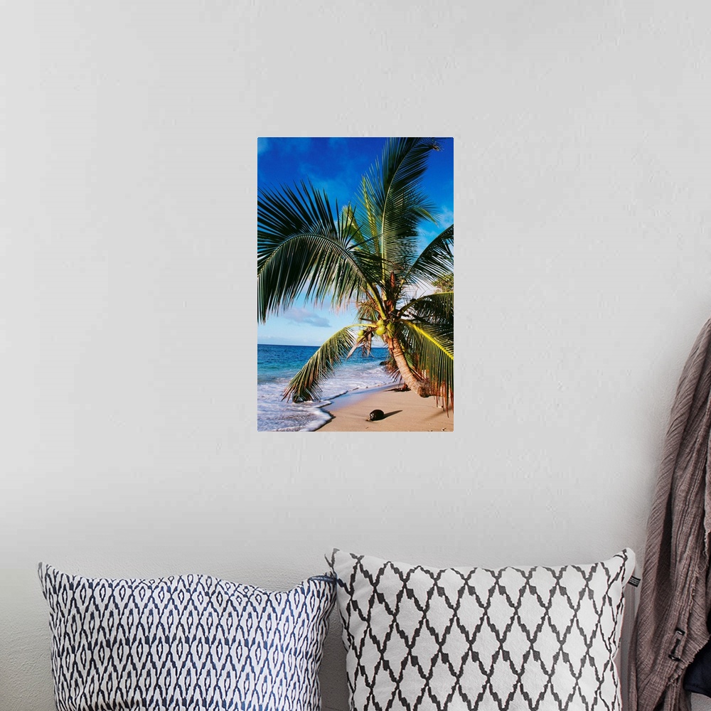 A bohemian room featuring Hawaii, Coconut Laying On A Sandy Tropical Beach Beneath A Palm Tree