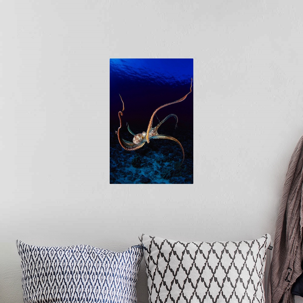 A bohemian room featuring Hawaii, Day Octopus (Octopus Cyanea) Dark Blue Water, Near Ocean Floor