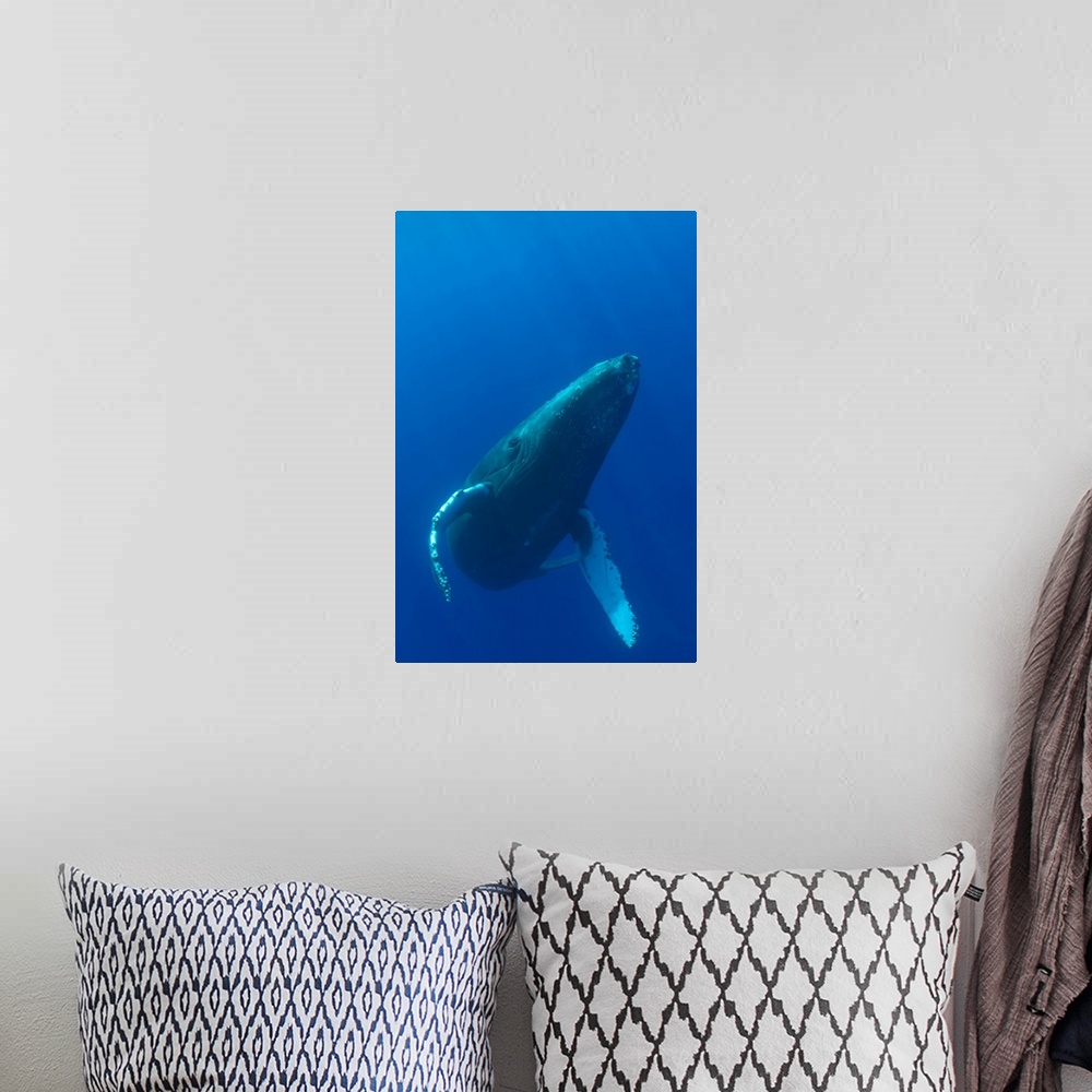A bohemian room featuring Hawaii, Humpback Whale (Megaptera Novaeangliae) Swimming In Deep Blue Ocean