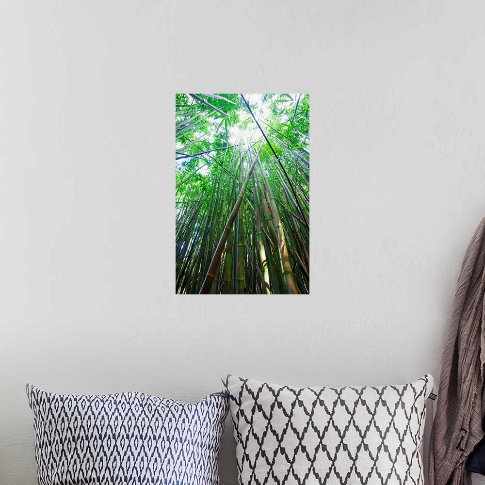 A bohemian room featuring Hawaii, Maui, Hana, A Path Through Green Bamboo
