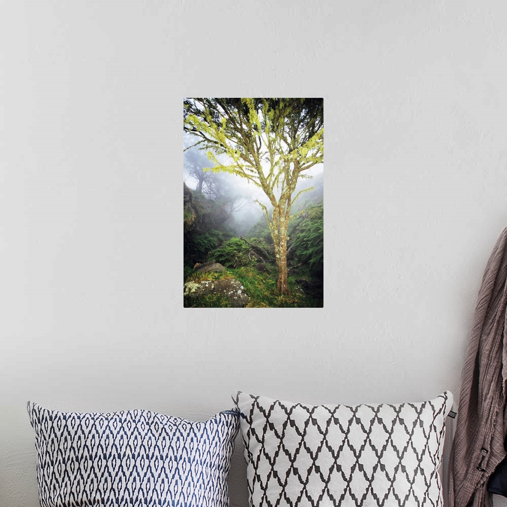A bohemian room featuring Hawaii, Maui, Kaupo, Tree With Moss Growth, Lush Greenery, Foggy Scenic