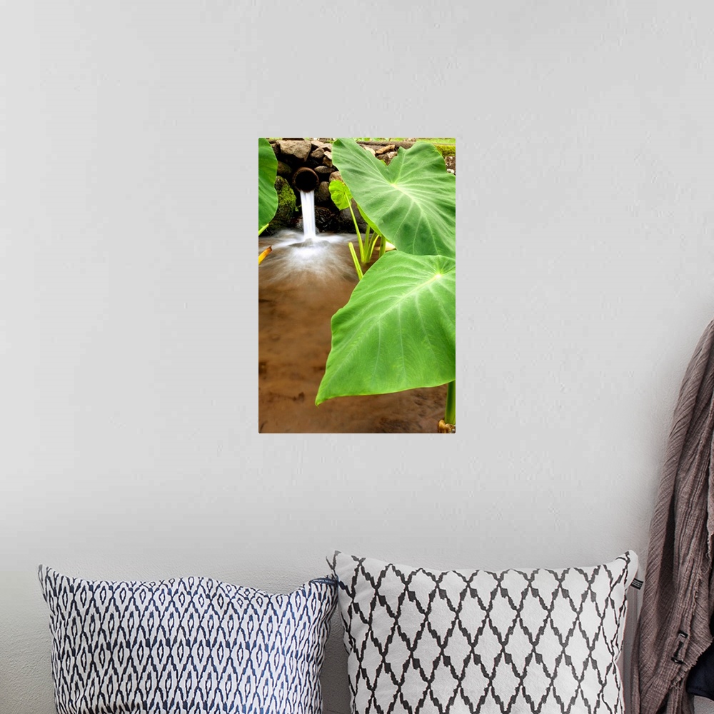 A bohemian room featuring Hawaii, Maui, Large Taro Leaves In A Pond