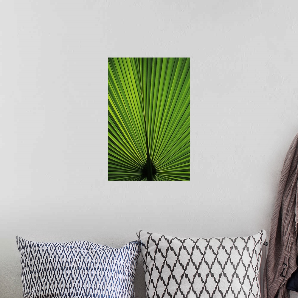 A bohemian room featuring Hawaii, Oahu, Backlit Fan Palm Leaf