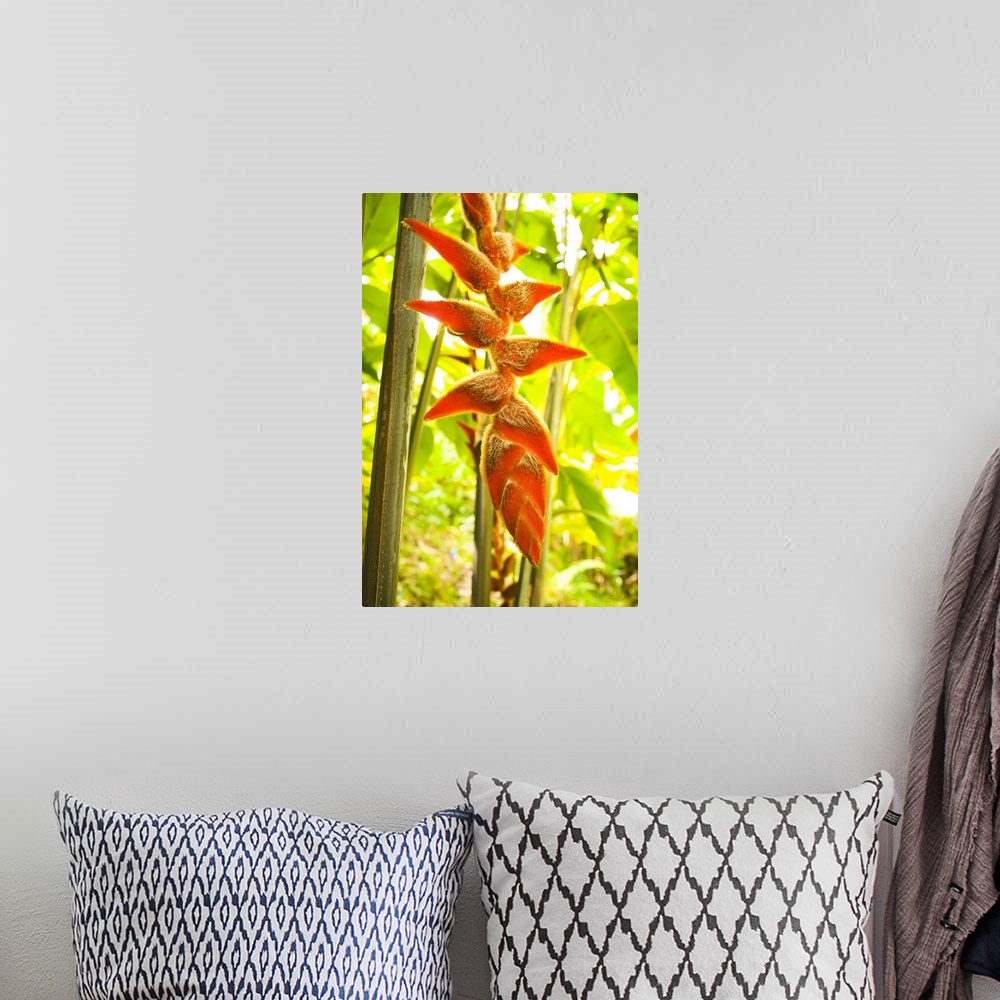A bohemian room featuring Hawaii, Oahu, Heliconia Plant Hanging