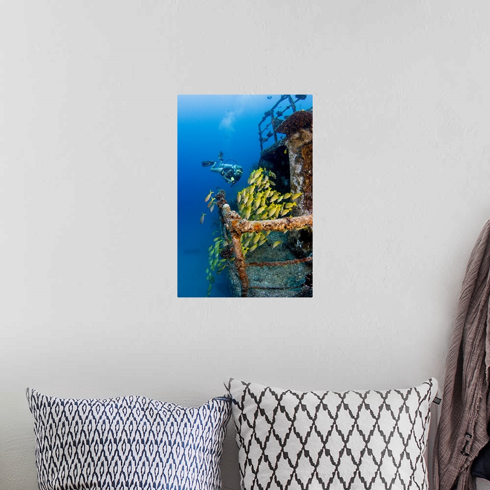 A bohemian room featuring Hawaii, Oahu, Waikiki, Diver Exploring Ship Wreck With Blue Striped Snapper Fish