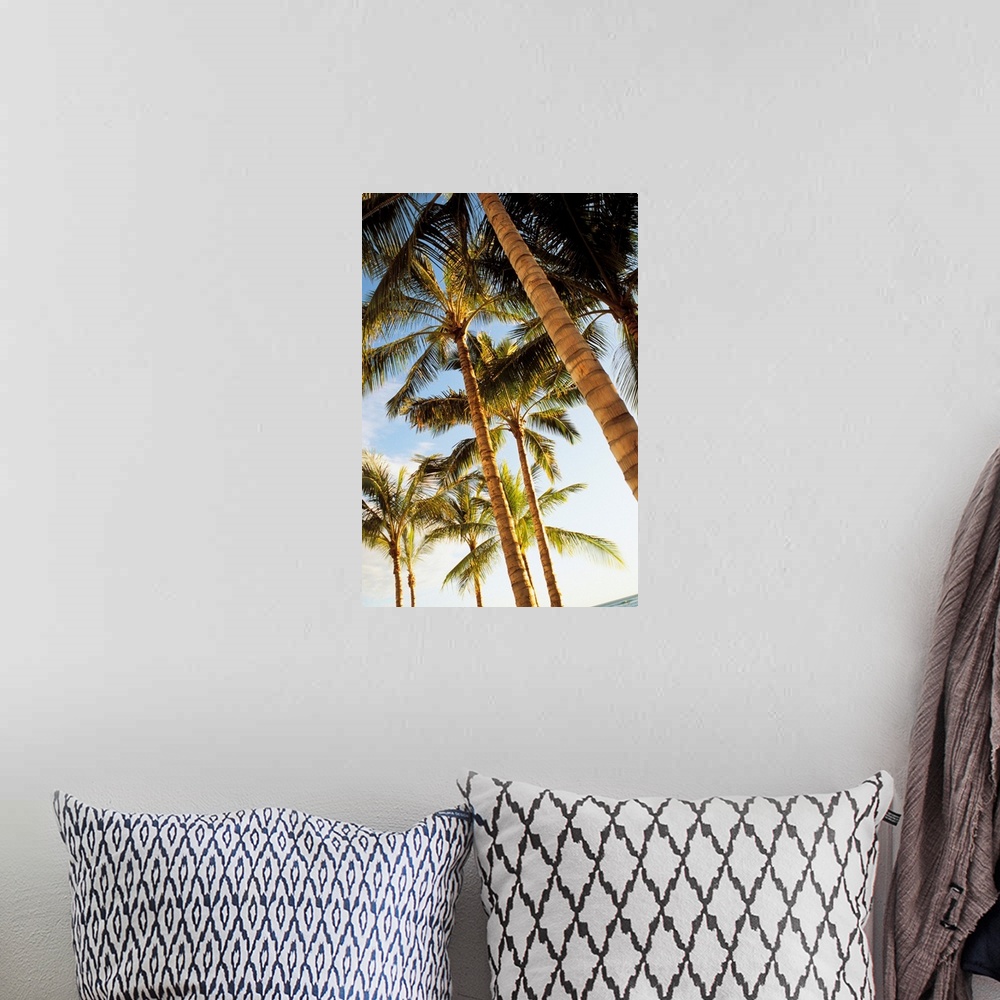 A bohemian room featuring Hawaii, Oahu, Waikiki, Many Palm Trees Against Blue Sky From Below