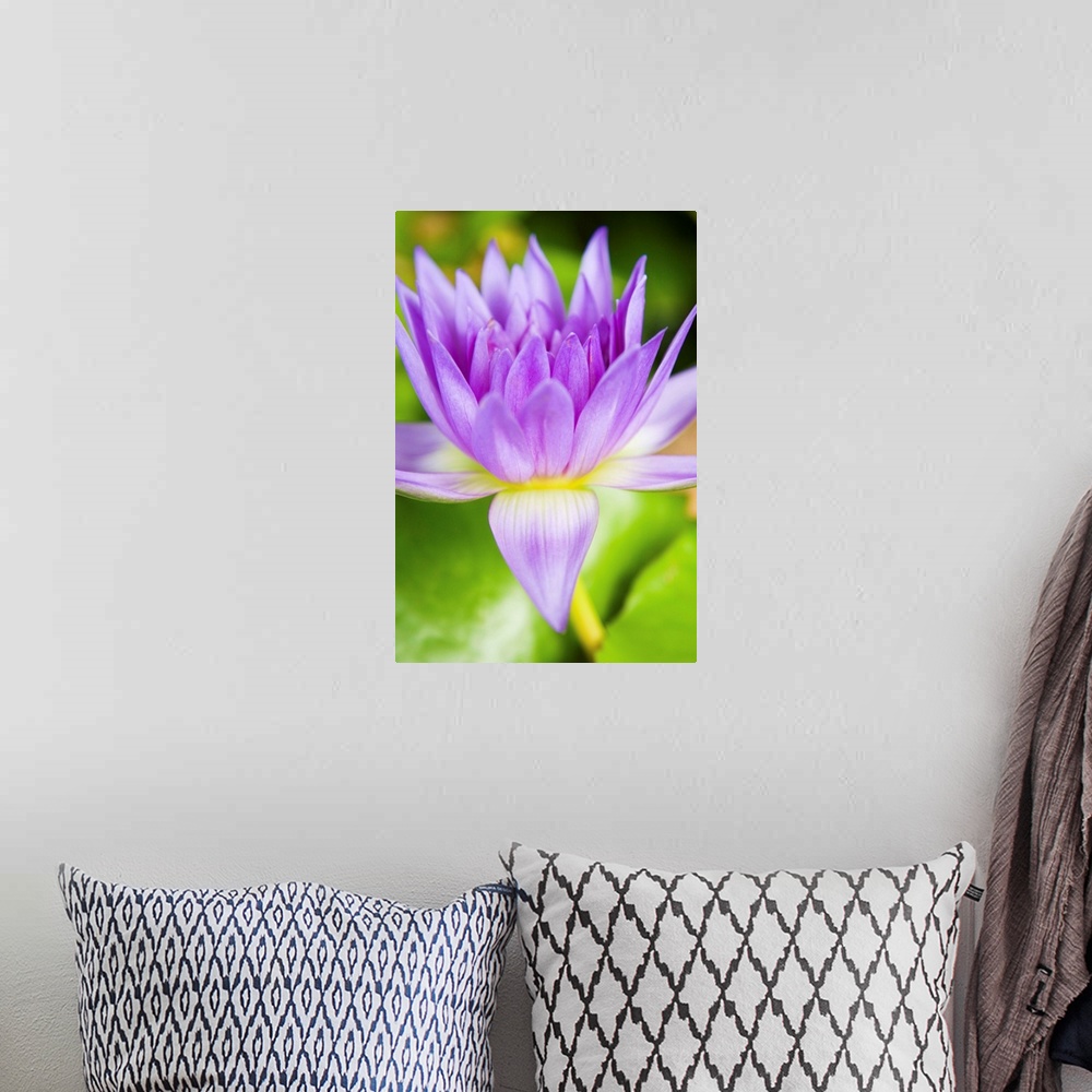 A bohemian room featuring Hawaii, Purple Lotus Blossum