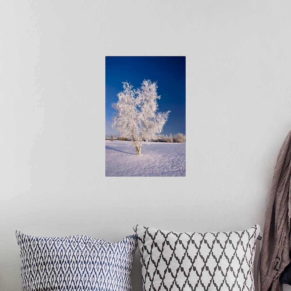 A bohemian room featuring Hoarfrost Covered Birch Tree, Winter, Interior Alaska, Usa.