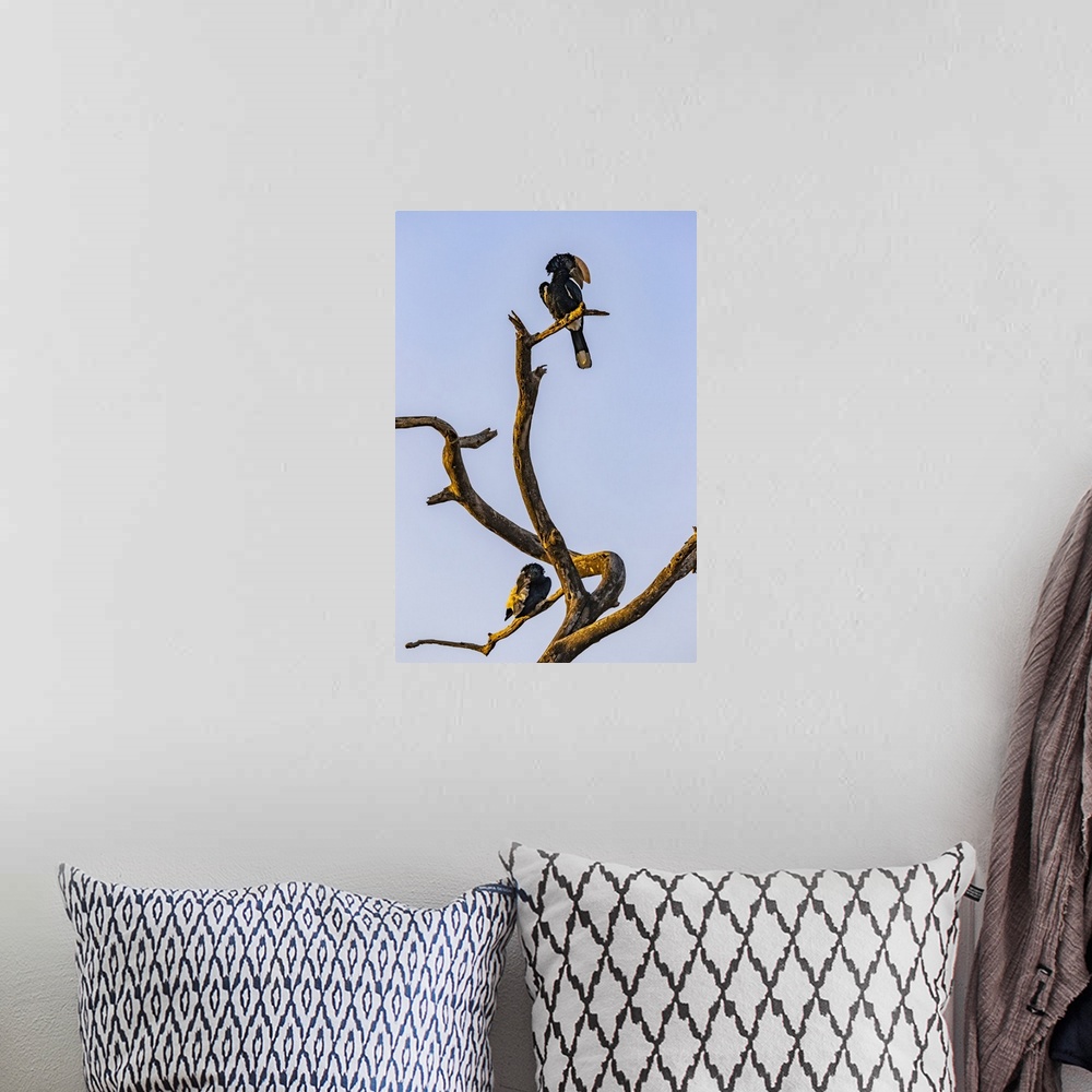 A bohemian room featuring Hornbills (Bucerotidae) perched on a dead tree; Oromia Region, Ethiopia