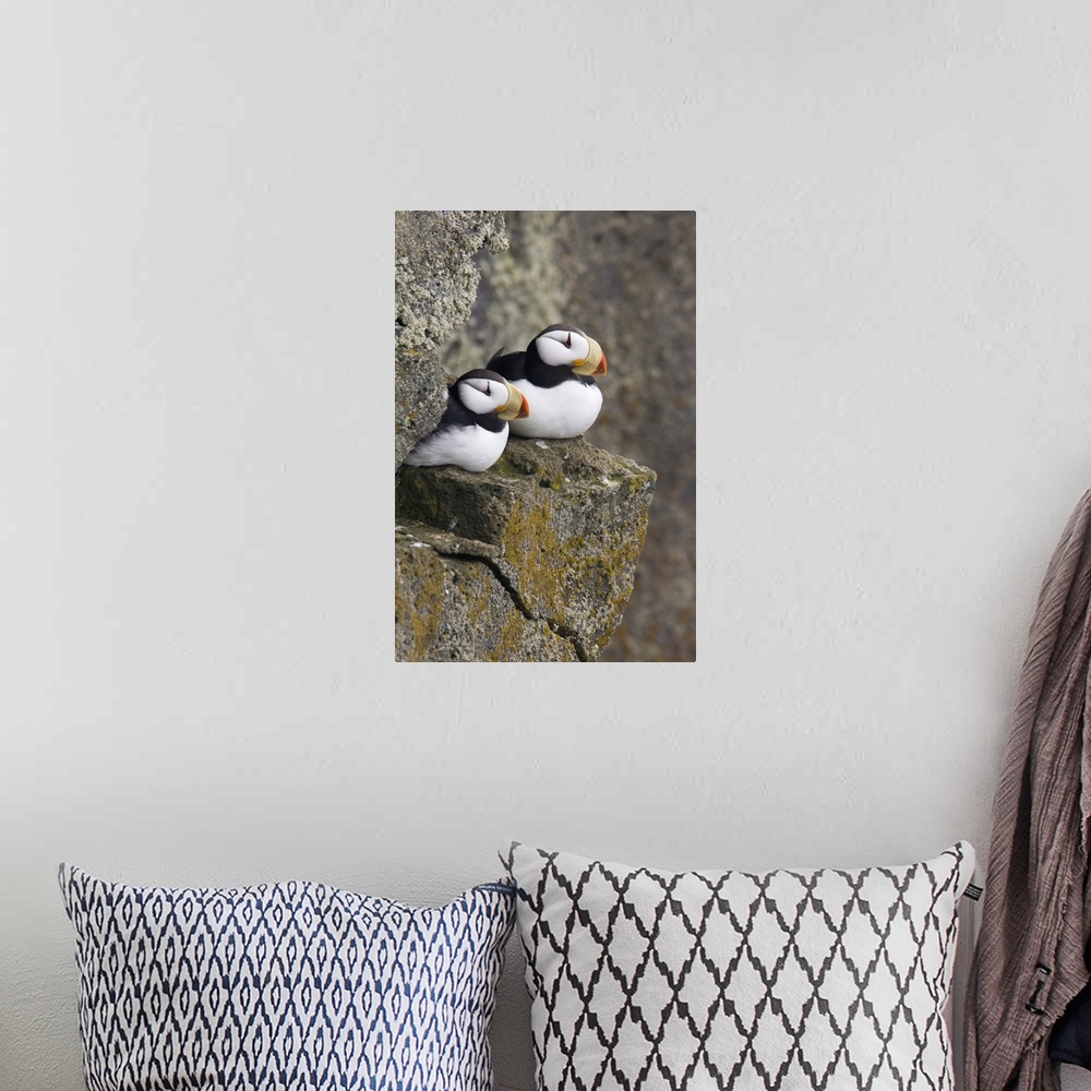 A bohemian room featuring Horned Puffin pair perched on a cliff ledge during Summer, Saint Paul Island, Pribilof Islands, B...