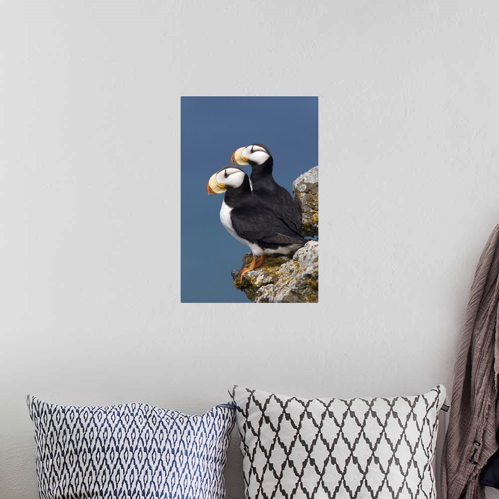 A bohemian room featuring Horned Puffin pair, one yawning, perched on rock ledge with the blue Bering Sea in background, Sa...