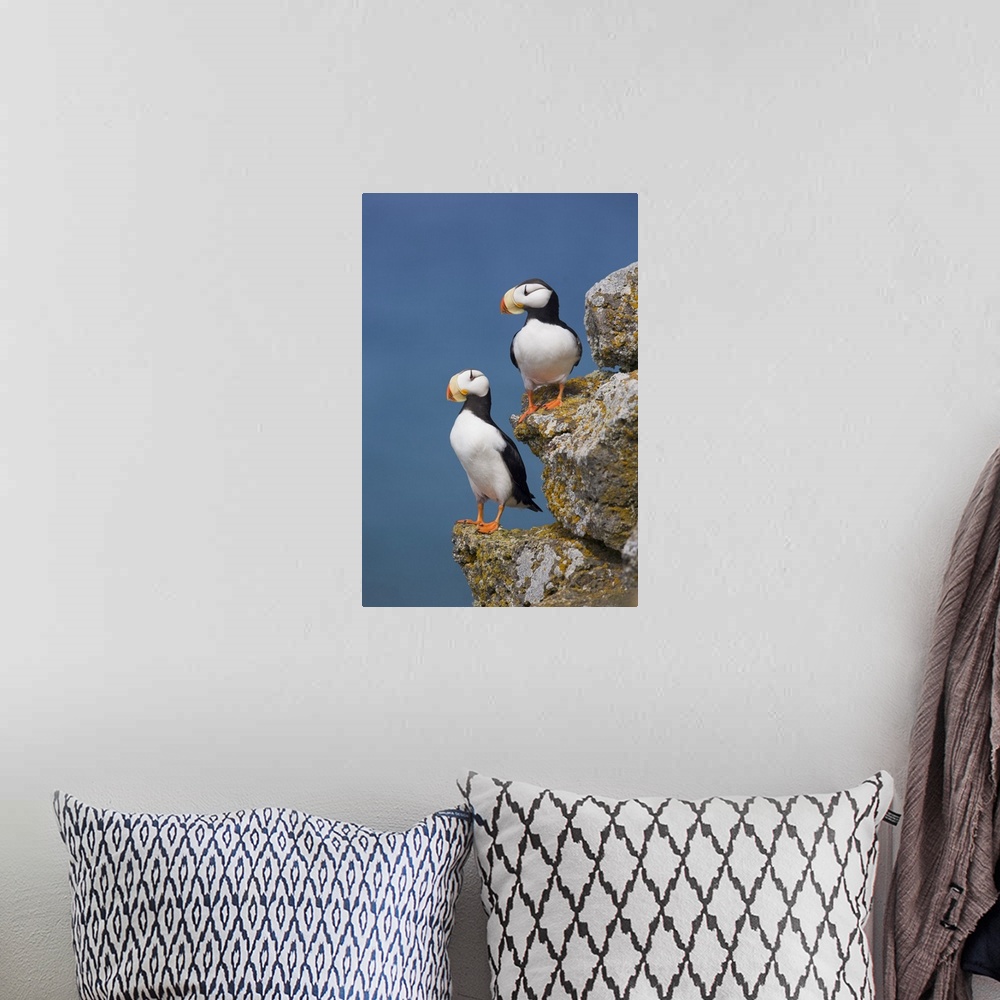 A bohemian room featuring Horned Puffin Pair Perched On Rock Ledge With The Blue Bering Sea In Background, Saint Paul Islan...