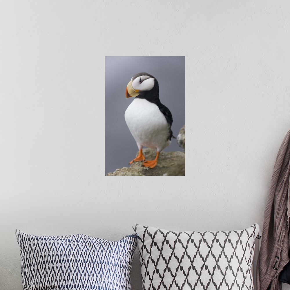A bohemian room featuring Horned Puffin with wings outstretched, Saint Paul Island, Pribilof Islands, Bering Sea, Southwest...