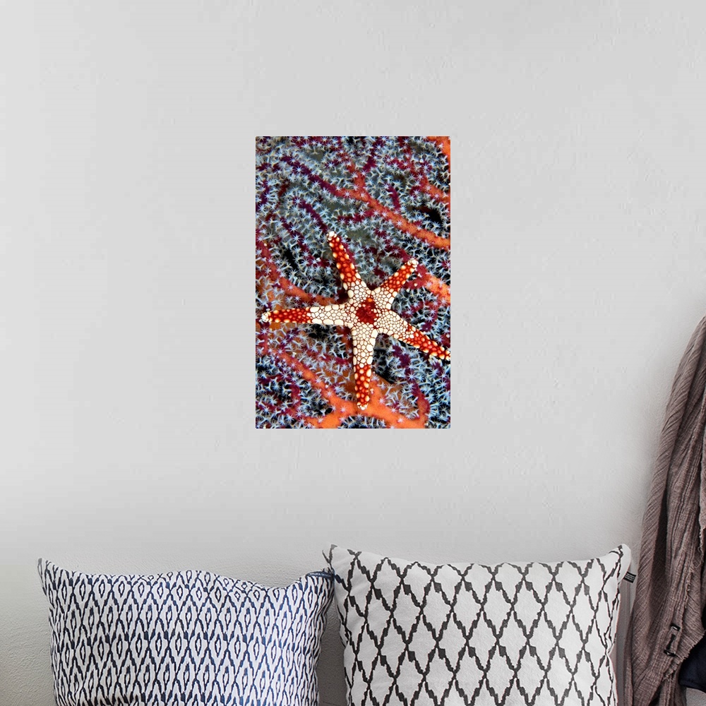 A bohemian room featuring Indonesia, A Necklace Seastar (Fromia Monilis) On Gorgonian Coral