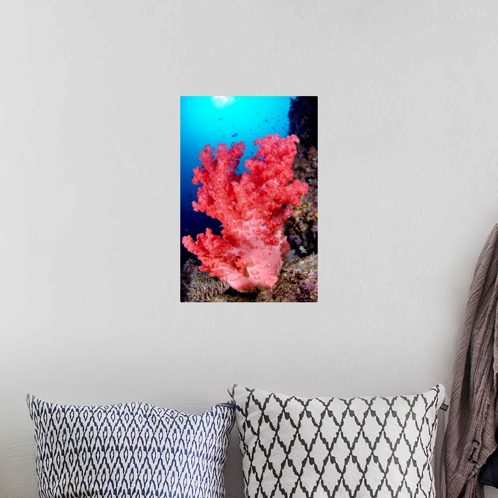 A bohemian room featuring Indonesia, Alcyonarian Coral Large Pink, Reef Scene In Blue Ocean