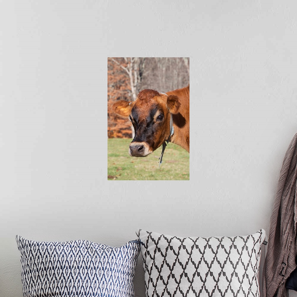 A bohemian room featuring Jersey cow in autumn pasture, Baldwin Brook Farm, Canterbury, Connecticut