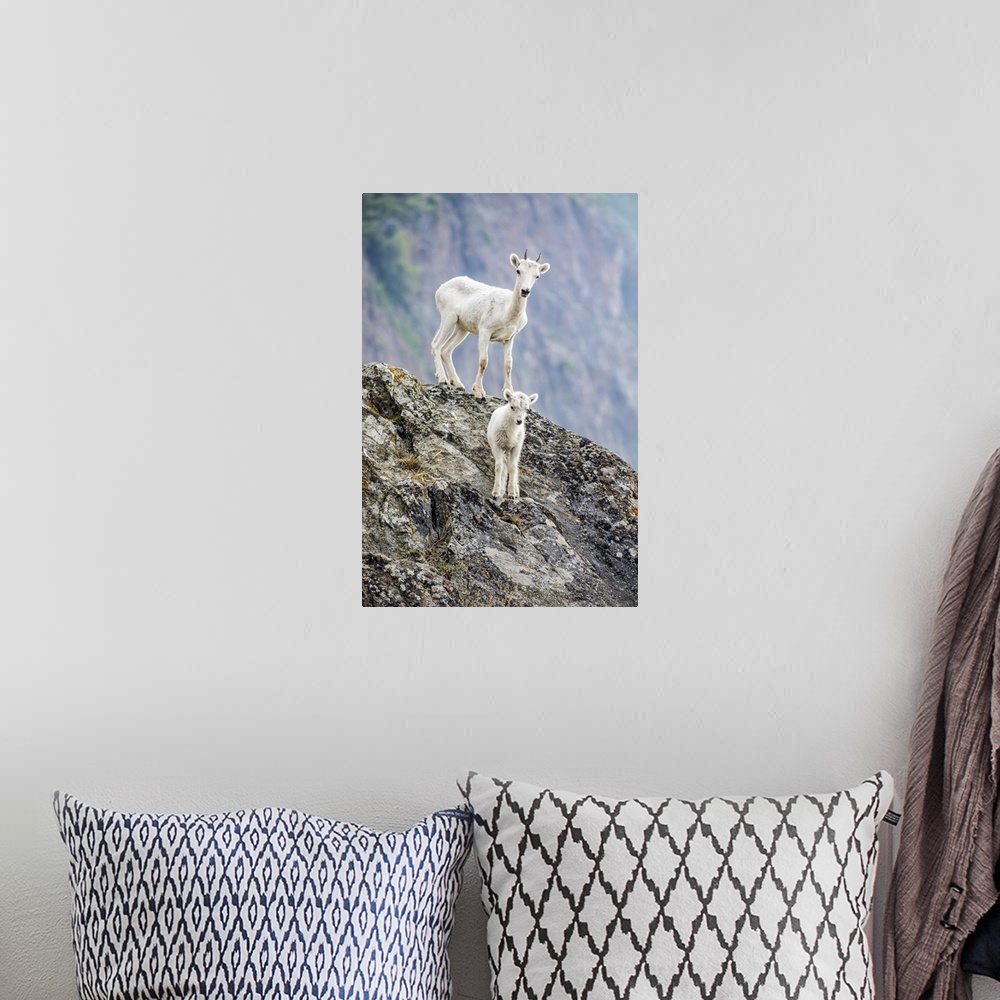 A bohemian room featuring A lamb and an older Dall sheep (Ovis dalli) look at camera from their rocky hillside in the Windy...