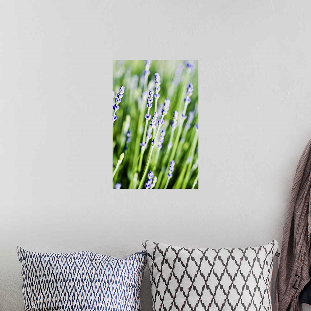 A bohemian room featuring Lavender (Lavandula Angustifolia) Sprigs Growing In Field