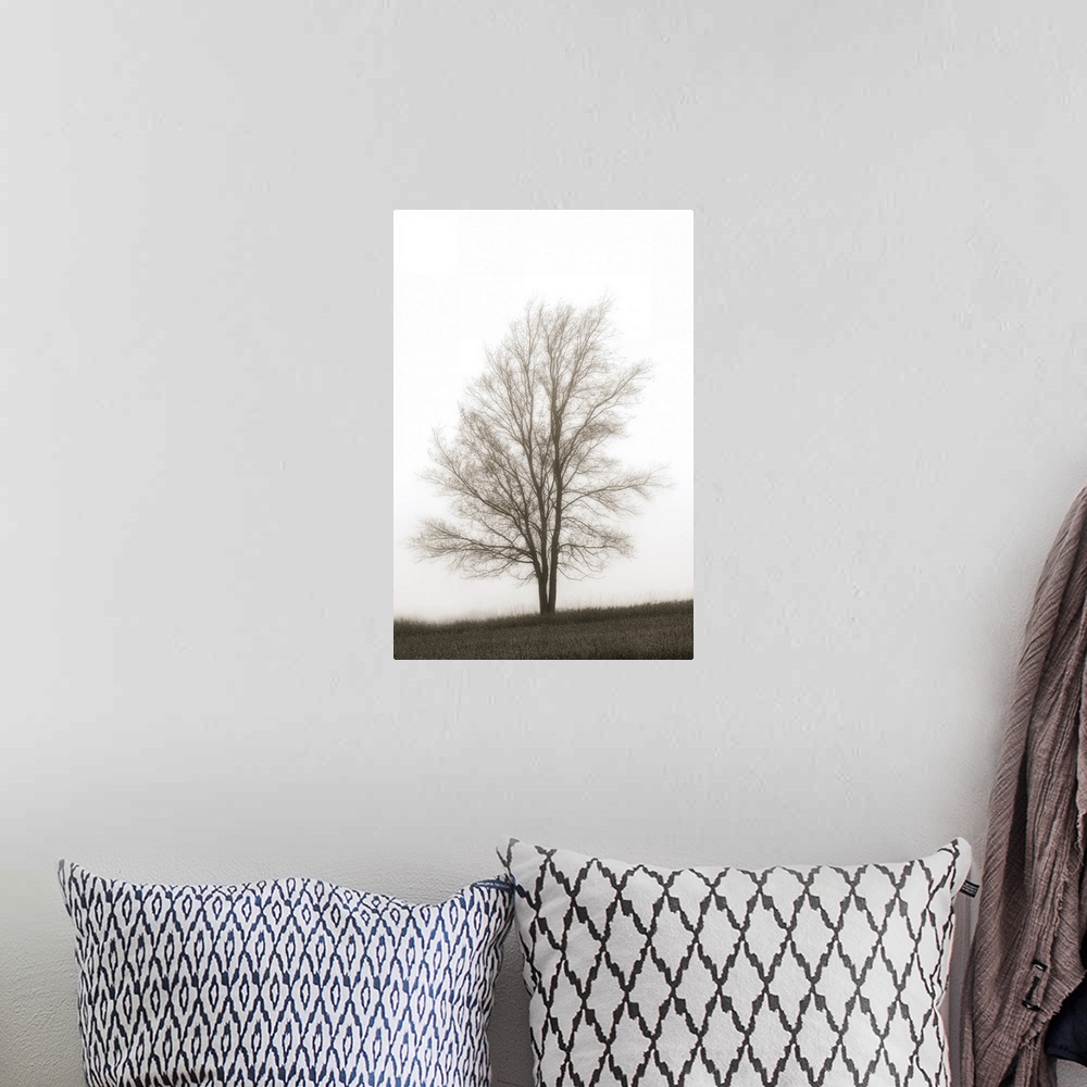 A bohemian room featuring Lone Tree In The Mist