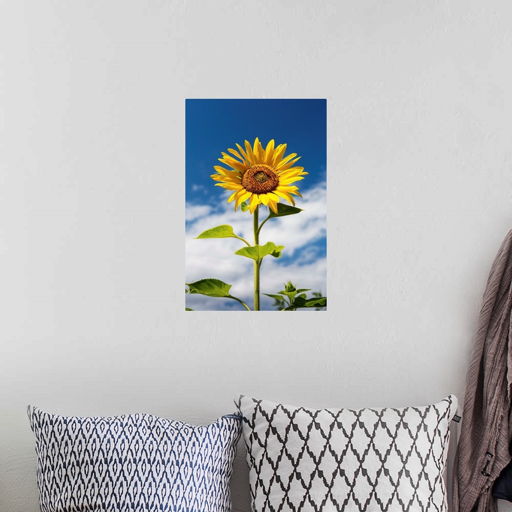 A bohemian room featuring Low angle close up of a sunflower with blue sky and clouds, Alberta, Canada.