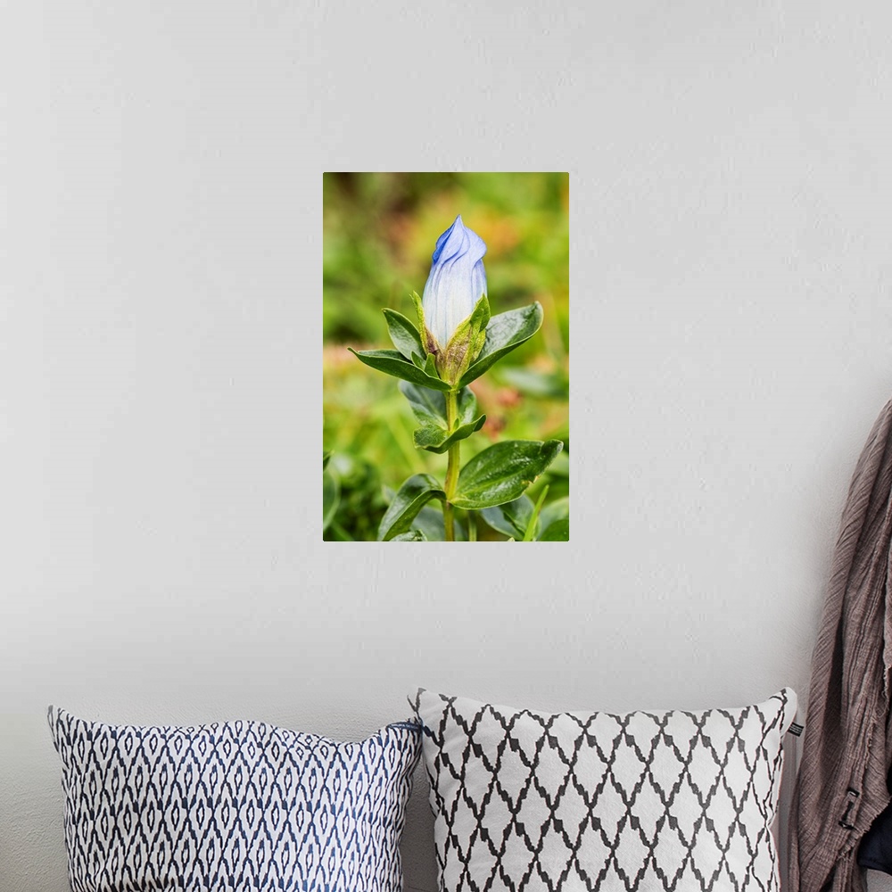 A bohemian room featuring Macro of Broadpetal Gentian (Gentiana platypetala) at Crow Pass in Chugach National Forest in Ala...
