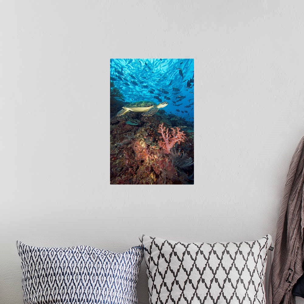 A bohemian room featuring Malaysia, Sipidan, Green Sea Turtle On Reef With Soft Coral And Schooling Fish
