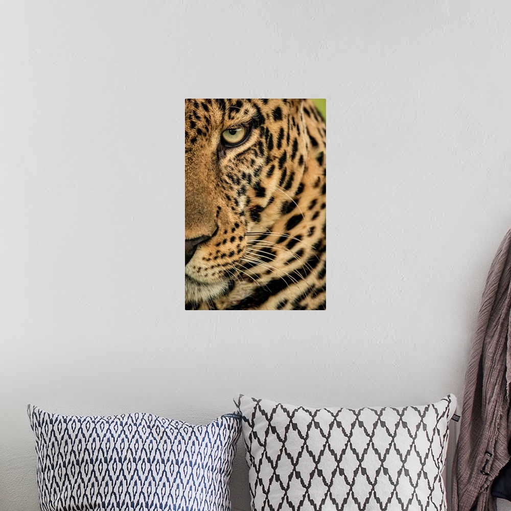 A bohemian room featuring Extreme close-up of a male leopard (panthera pardus) staring at the camera. It has a brown, spott...