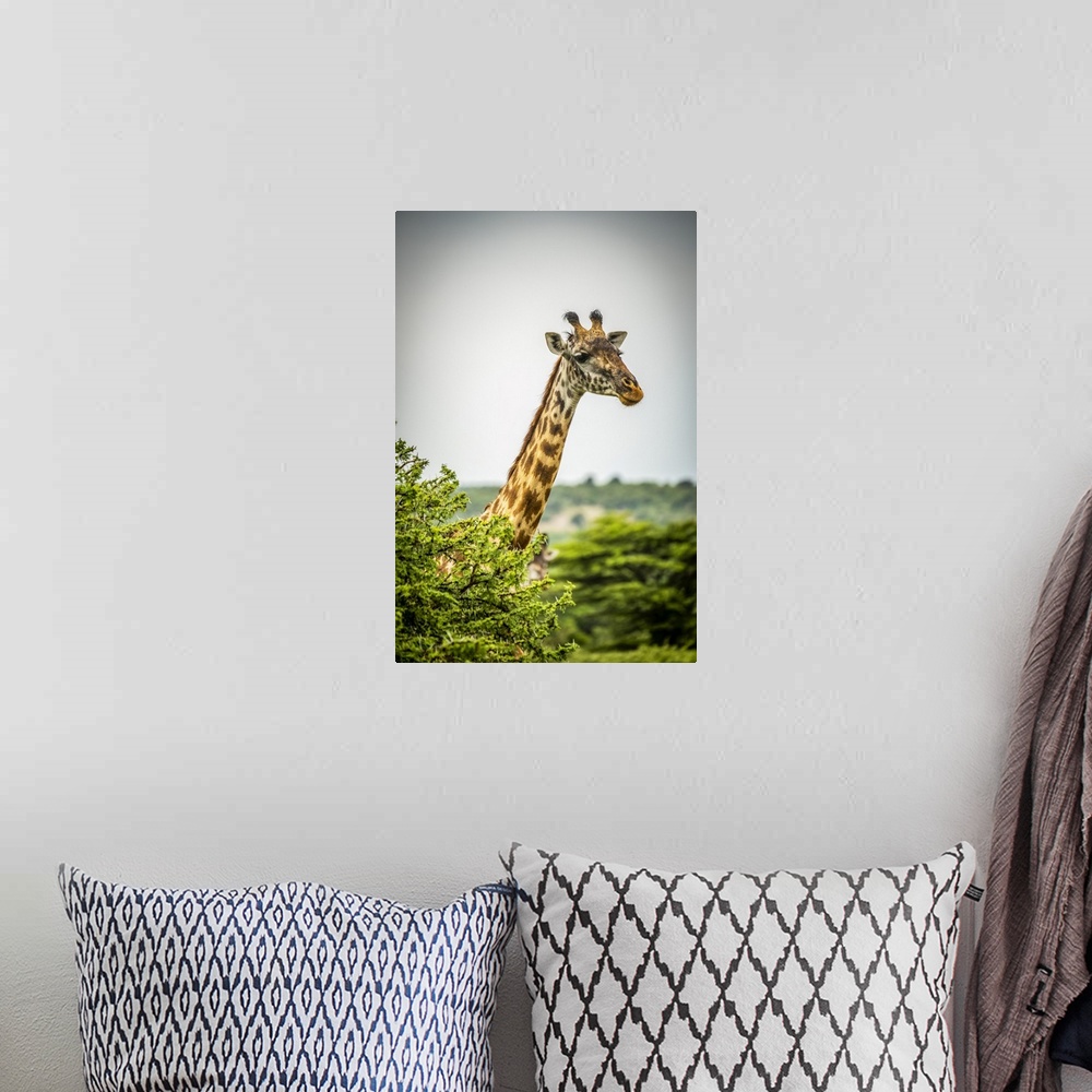 A bohemian room featuring Masai giraffe (Giraffa camelopardalis tippelskirchii) pokes head above leafy bush, Cottars 1920s ...