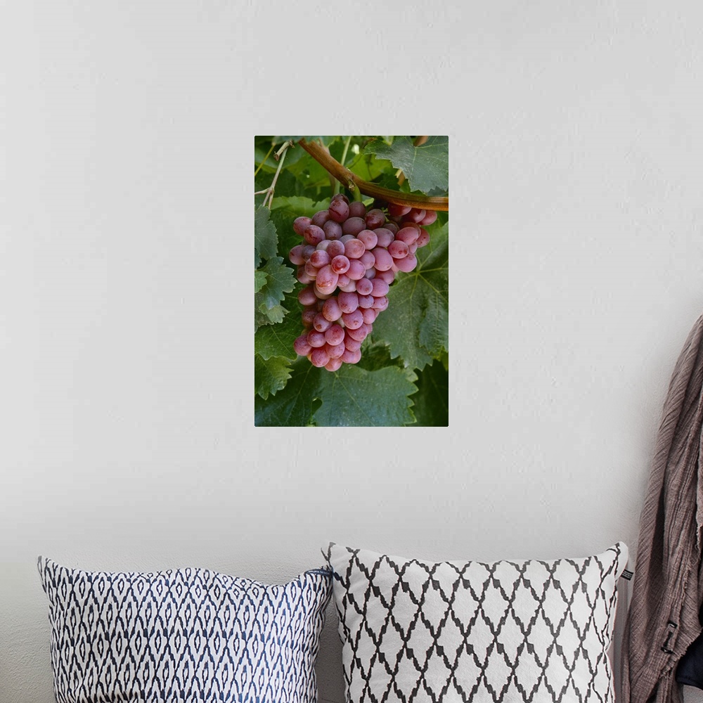A bohemian room featuring Mature cluster of Crimson Seedless table grapes on the vine, ready for harvest