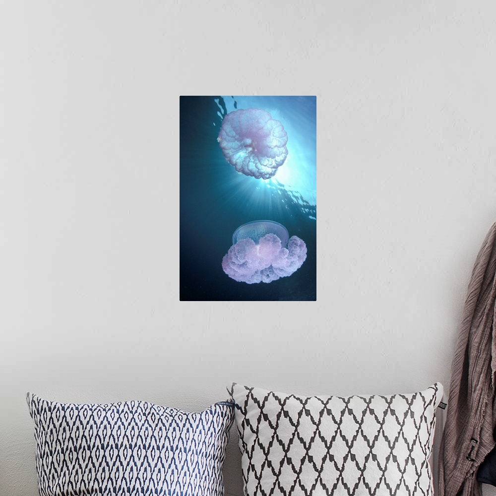 A bohemian room featuring Micronesia, Truk Lagoon, Pair Of Jellyfish Near Surface