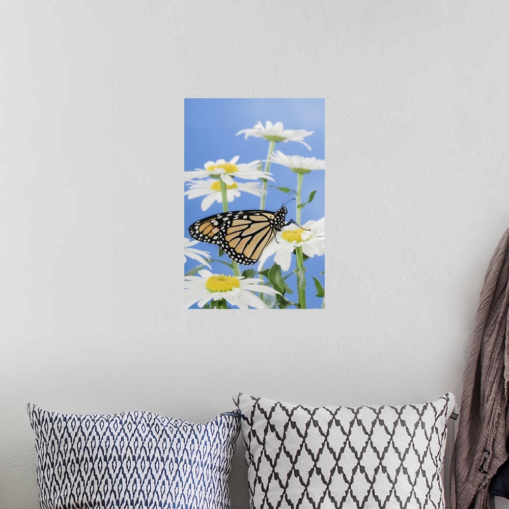 A bohemian room featuring Monarch Butterfly In Daisies