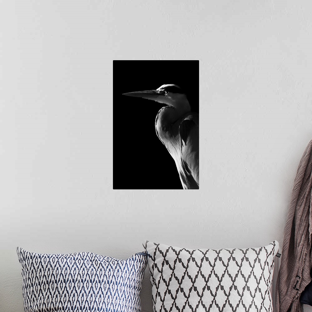 A bohemian room featuring Monochrome close-up of grey heron (ardea cinerea) in profile against a black background, England.